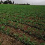 L’arrosage et irrigation